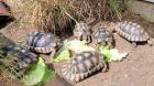 Testudo Marginata NZ 2014